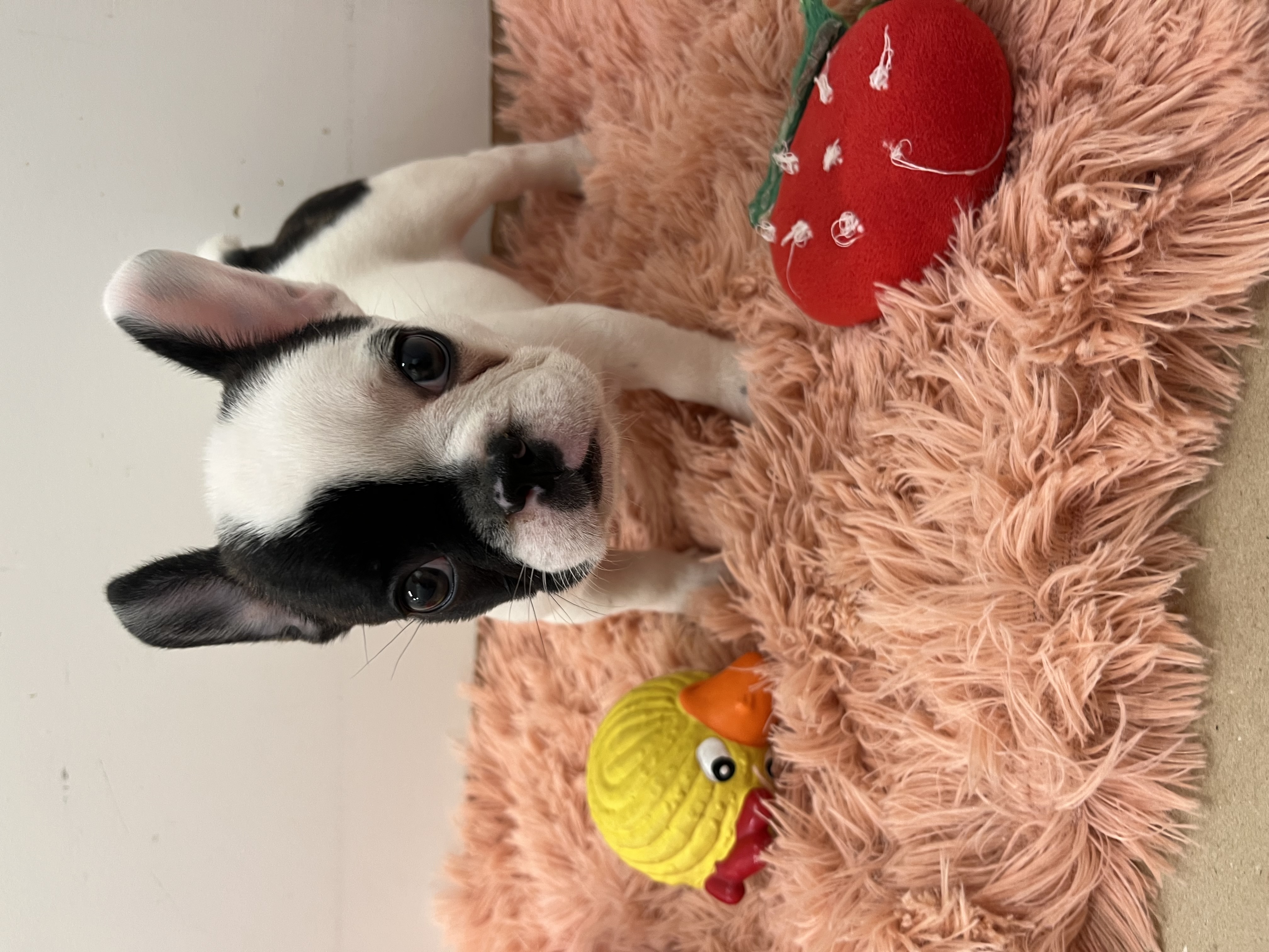 静岡県のフレンチブルドッグ (ペッツワン磐田店/2026年2月1日生まれ/女の子/パイド)の子犬